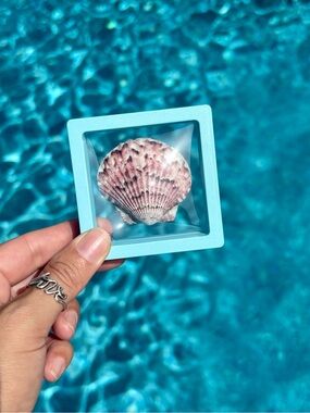 Pink Calico Scallop Shell Display – Sanibel Island Specimen (2.7x2.7")